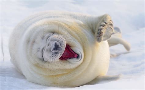 Nature Seals Winter Snow Animals Baby Animals