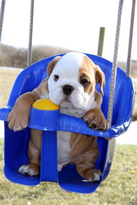 Like & follow the page to watch the cutest bulldog puppies' videos everyday! Cute Bulldog Puppies | Travels And Living