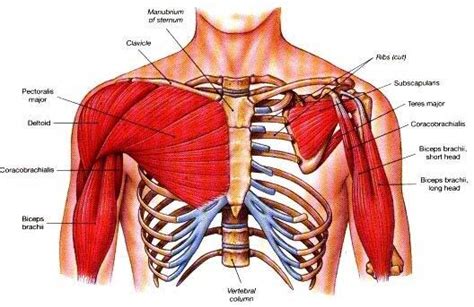 Diagram of thoracic and abdominal regions clipart etc. Why is the chest area near my armpit hurt the next day after chest workout? - Quora