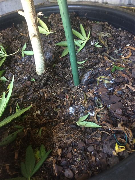 Once the mold is scooped out, or your plant has been repotted, allow the soil to dry out before watering it again. I just found mold in my soil what do I do ...