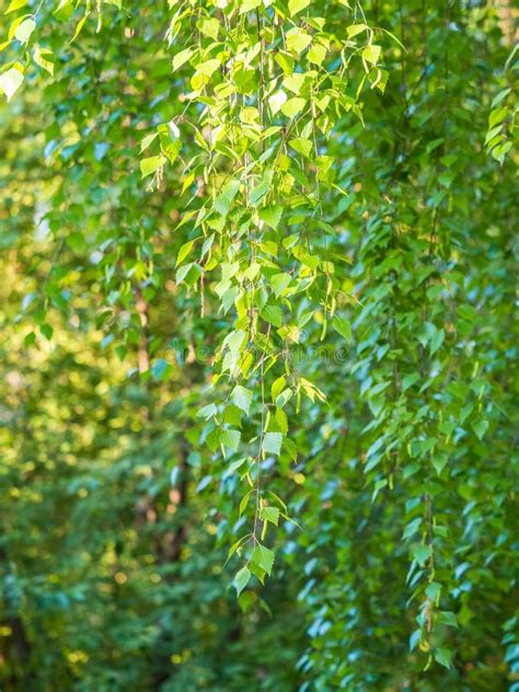 Birch Branches With Fresh Green Leaves And Seeds Birch Tree Branch