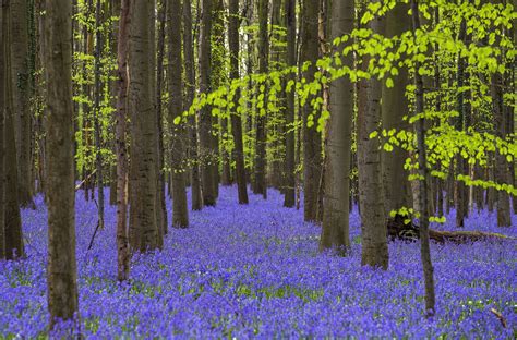 Wild Bluebells In The Hallerbos Also Known As The Blue Forest Near