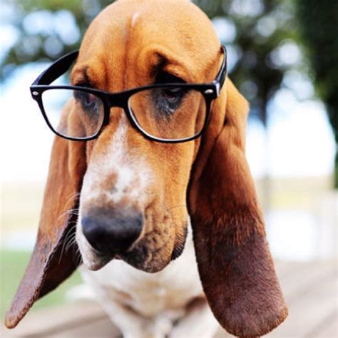 Smarty Dog I Love Dogs Cute Dogs Funny Dogs Dog With Glasses Clever