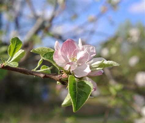 Sweetbay Apple Tree Blossoms