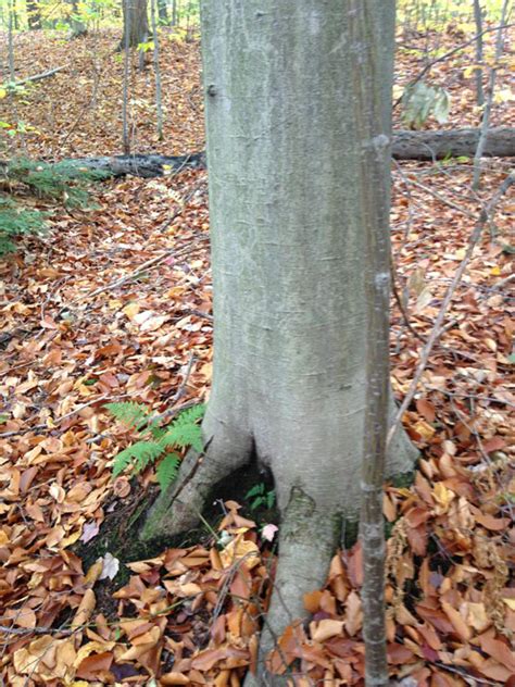 Beech Tree Trunk
