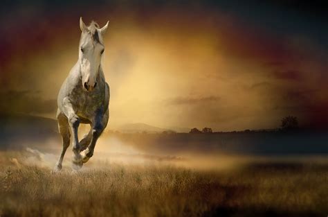 Horse Run Animals Wallpapers Hd Desktop And Mobile