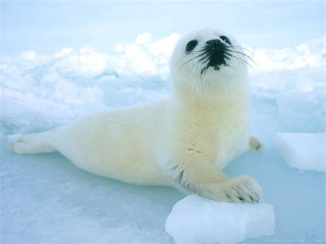 Seal Pup Seals Wallpaper 40692285 Fanpop