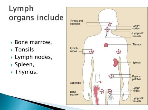 Ppt Tissue Fluid And The Lymphatic System Powerpoint Presentation Id