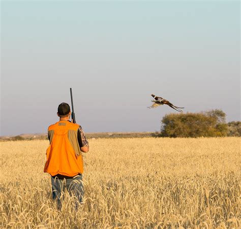 Utah Pheasant Hunting - Pleasant Valley Hunting Preserve