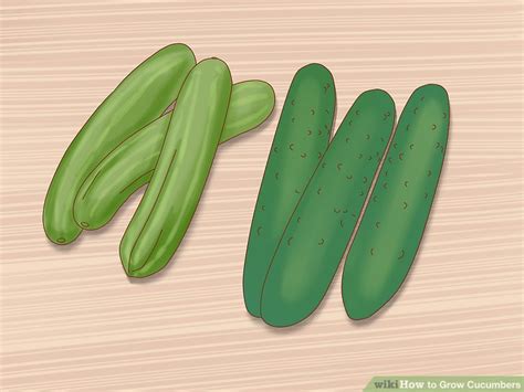 By chitting cucumber seeds (soaking them in warm water), gardeners can germinate cucumber seeds in one to three days. How to Grow Cucumbers (with Pictures) - wikiHow