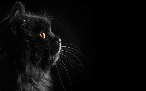 🔥 Free Download Black Cat Desktop Wallpapers On 1920x1080 For Your