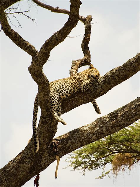 Leopard Sleeping In A Tree After Lunch Photograph By Elosoenpersona