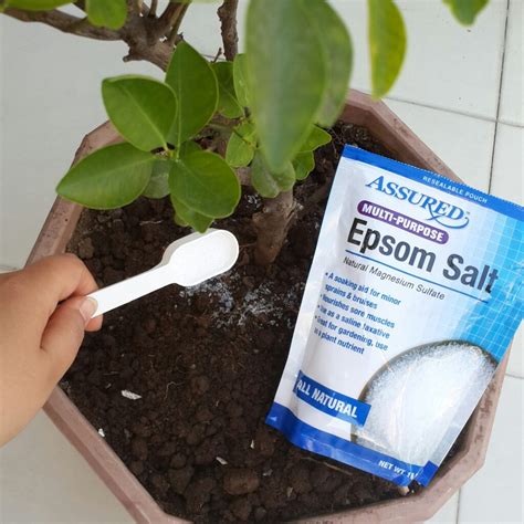5 Ways You Can Use Epsom Salt In The Garden Lema Agriventures