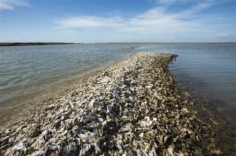 Man Made Climate Change Is Crippling Texass Oyster Industry Can