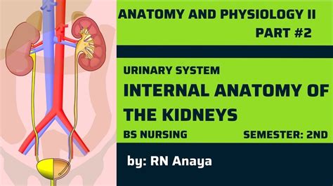 Internal Anatomy Of The Kidneys Anatomy And Physiology 2cha 2part