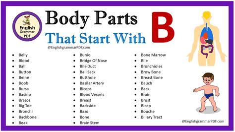 Body Parts That Start With B English Grammar Pdf