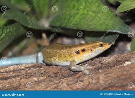 African Five Lined Skink Stock Image Image Of Quinquetaeniata 265103363