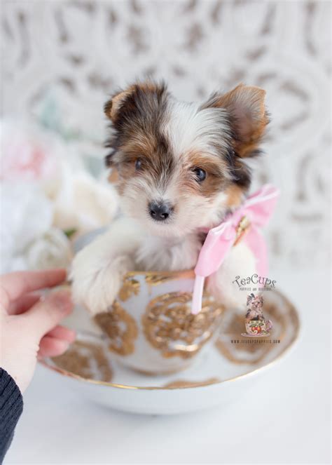 Biewer Yorkie Puppies For Sale Teacup Puppies And Boutique