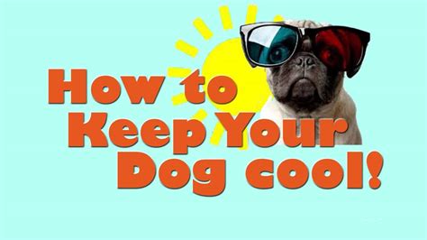 How to keep your pet cool this summer