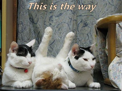 This Is The Way Lolcats Lol Cat Memes Funny Cats Funny Cat