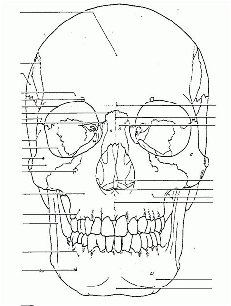You can download and print this anatomy skull coloring pages,then color it with your kids or share with your friends. Skull Anatomy Coloring Pages | Anatomy coloring book ...