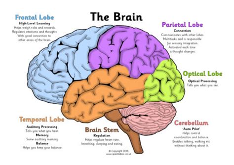 Label the Brain Worksheets (SB11585) - SparkleBox