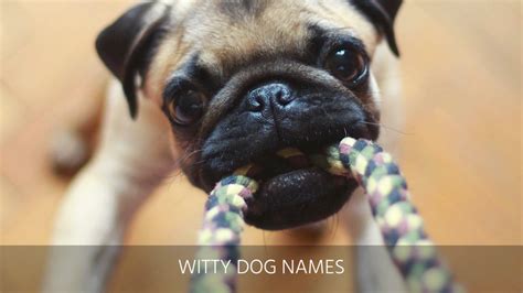 Ultimate List Of The Top 400 Funny Dog Names Hilarious Witty Silly Clever Puppy Name Ideas