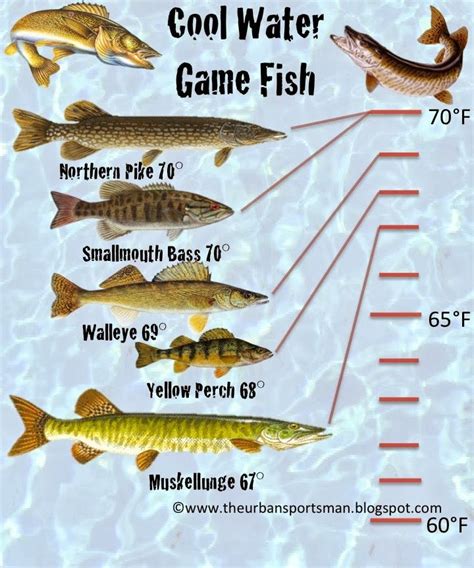 The Different Types Of Fish Are Shown In This Chart