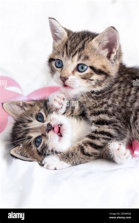 Two Little Striped Playful Kittens Playing Together On Bed At Home
