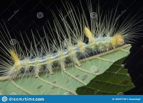 Closeup With Tussock Moth Larvae Caterpillar Stock Photo Image Of Closeup Colorful