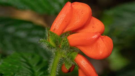 Encuentran En Ecuador Una Flor Que Se Creía Extinta Desde Hace 40 Años Pero Todavía Está En