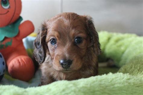 Teacup puppies for sale in miami fl, sarasota, tampa, fort myers, st petersburg, orlando florida. Beautiful cream and red miniature dachshund puppies LH ...