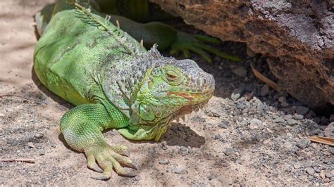 Download Wallpaper 1366x768 Iguana Reptile Lizard Color Tablet