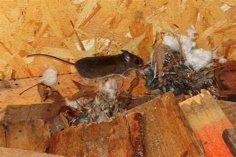 Chicken wire, caulking and foam insulation are all good choices. Mice in our shed. | Animals, Wildlife, Shed