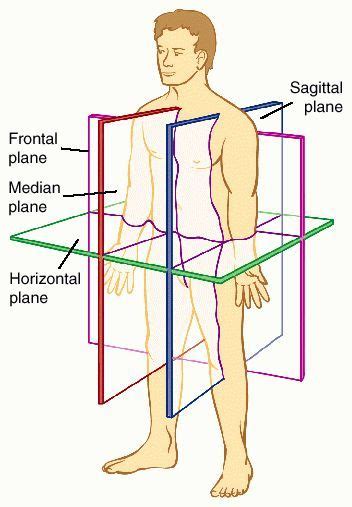 Planes of the body, with subject in the anatomical position (With