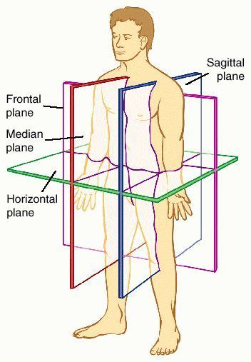 Planes Of The Body With Subject In The Anatomical Position Science