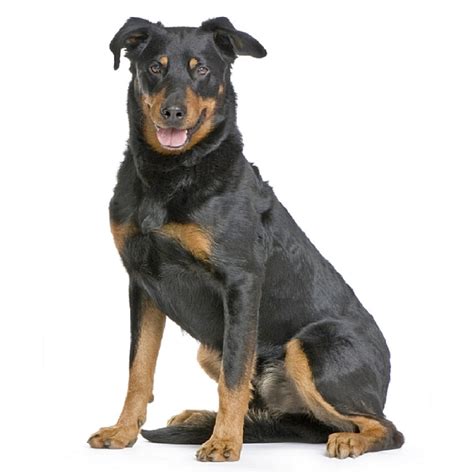The beauceron is a shorthaired french herding breed. Beauceron | Pet4you.hu