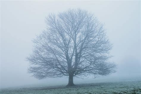 A Leafless Tree In A Dense Fog · Free Stock Photo