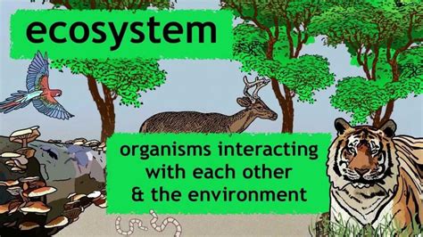 Ecosystem Basics Environment Quiz Quizizz