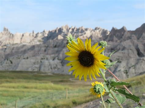 Flowers In The Badlands Coffey Quest