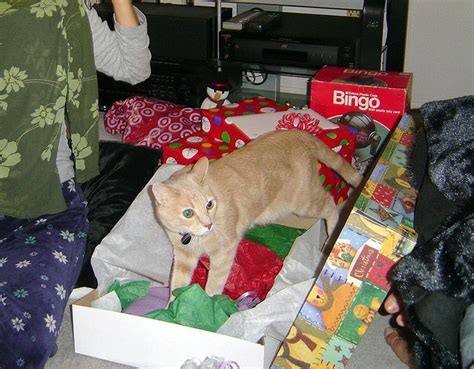 Catsparella Cats Opening Christmas Presents