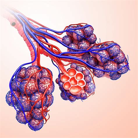 Alveoli And Capillaries Photograph By Pixologicstudio Science Photo