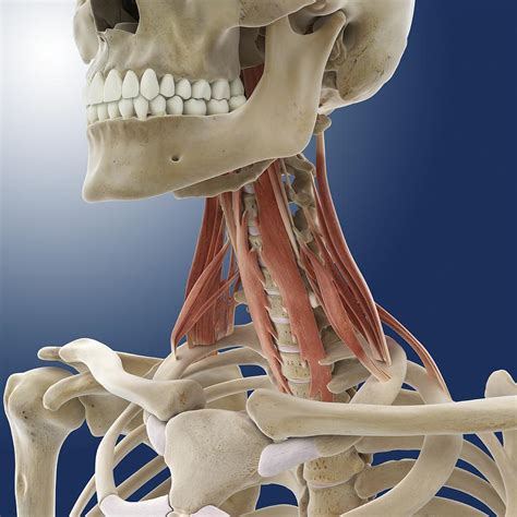 Neck Muscles Artwork Photograph By Science Photo Library Fine Art