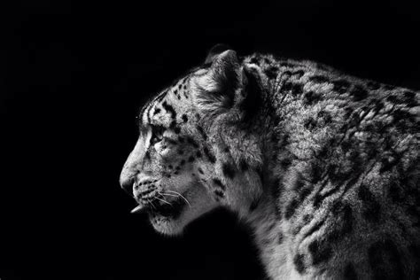 Snow Leopard David Whelan Photography Flickr