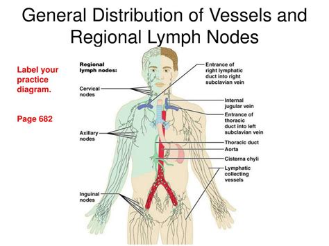 Ppt Chap 19 Lymphatic System Powerpoint Presentation Free Download