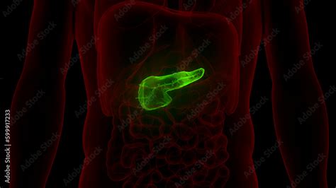 Human Internal Organ Pancreas Anatomy Stock Illustration Adobe Stock