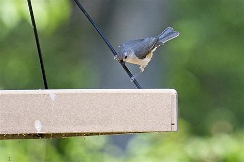 Summer Birds Bird Watching And Feeding Tips Birdseed And Binoculars