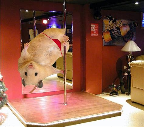 Hamster Dance Picture Ebaum S World