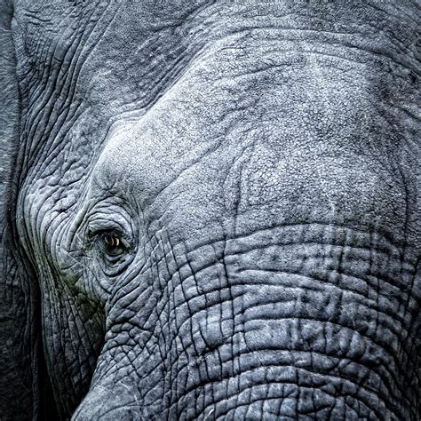 Elephants Eye Close Up Photograph By Brytta Fine Art America