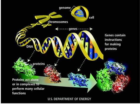 Biology Genes And Proteins The Life Raft Group